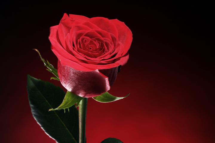 Красная роза — королева среди цветов, символ жгучей страсти и яркой любви