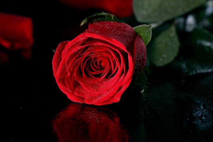 Роза — королева цветов